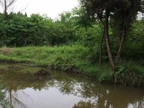 小河青山野钓，诱饵与技巧（探寻野钓之道）