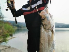 冬季野钓鲫鱼鱼竿的选择技巧（鱼竿长短对冬季野钓鲫鱼的影响及选择要点）