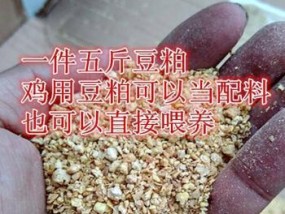 豆粕钓鱼技巧大揭秘（掌握钓鱼技巧，轻松斩获丰收）