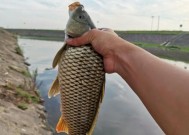 野钓肥水鲤鱼的技巧与经验（掌握肥水鲤鱼的钓鱼诀窍）