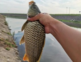 野钓肥水鲤鱼的技巧与经验（掌握肥水鲤鱼的钓鱼诀窍）