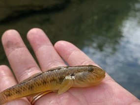 高山溪流钓鱼技巧（探秘高山溪流的钓鱼技巧）