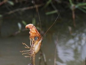 土豆钓鱼的注意事项和技巧（掌握钓鱼技巧）