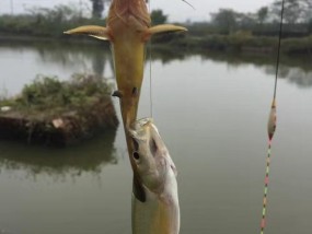 海杆串钩挂黑蚯蚓钓鱼技巧（掌握技巧）