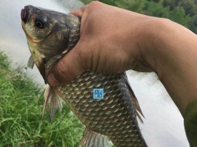 水库钓野生草鱼的技巧与方法（揭秘水库钓野生草鱼的高效技巧）