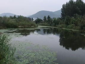 小野河流水钓鱼技巧大揭秘（掌握流水钓鱼的诀窍）