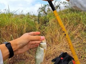 流水河钓鱼技巧（掌握流水河钓鱼的技巧）