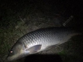 夏季夜钓鲫鱼鲤鱼的技巧和方法（守夜、诱饵、装备三要素助你成功钓获丰收）