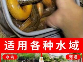 野钓鳝鱼的技巧与窍门（掌握这些技巧）