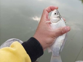 秋天钓鱼的技巧——在野河中体验丰收的时刻（以秋天为主题）