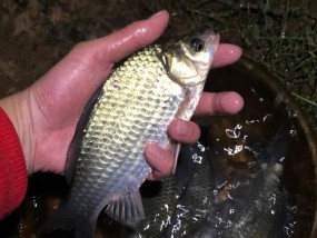 夏季夜钓黑坑鲫鱼鲤鱼技巧（暑夜捕鱼攻略）