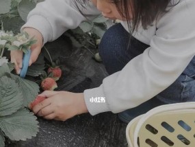 野生草莓钓草鱼技巧与方法（掌握钓草鱼的窍门）