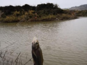 野钓刮风的最佳技巧与方法（守住鱼钩的秘密武器-野钓刮风的技巧与策略）