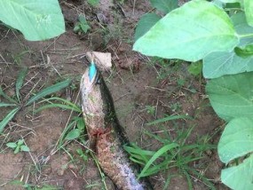 钓黑鱼活鱼饵挂钩技巧（掌握鱼饵挂钩技巧，提高钓黑鱼成功率）