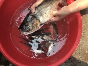 钓鲢鱼浮头技巧大揭秘（浮标选择是关键，掌握这一关键诀窍）