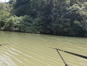 夏季在野塘钓鱼的技巧（享受夏日清凉）