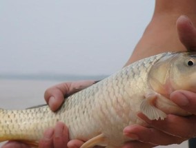 野钓大鲤鱼的技巧与方法（掌握4个关键技巧）