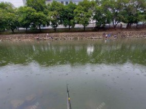 夏季雨天夜钓的技巧（享受夏夜雨中的渔乐）