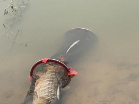 女生钓鱼天赋与技巧（探秘女性在钓鱼领域的独特优势）