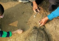 流水河甲鱼钓技巧（掌握钓甲鱼的关键细节）