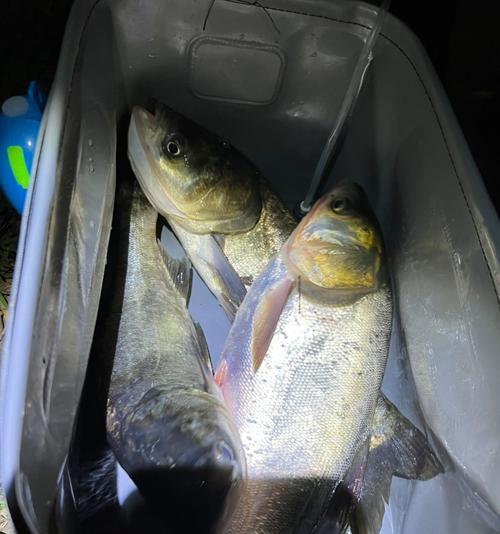 初夏水库夜钓鲢鳙技巧（探秘夜晚水库钓鲢鳙的捕捉技巧）  第1张