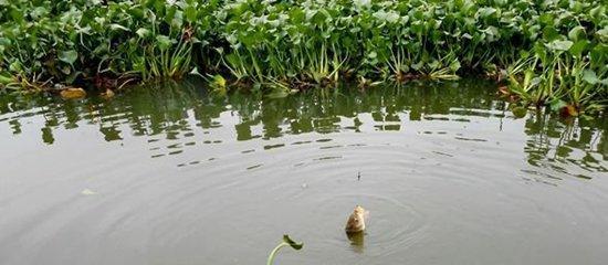 滁州清流河冬季钓鱼技巧（冬季钓鱼技巧分享，让你在滁州清流河畅快钓鱼）  第1张