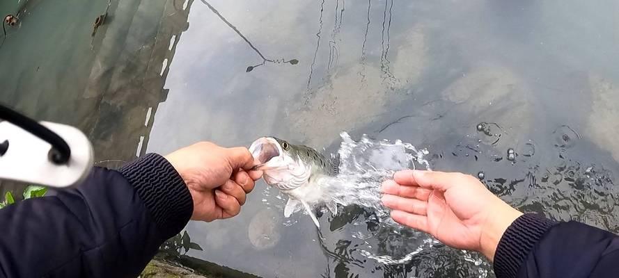 水库船钓鲈鱼的绝佳方法与技巧（挖掘水库船钓鲈鱼的诀窍，享受丰收乐趣）  第1张