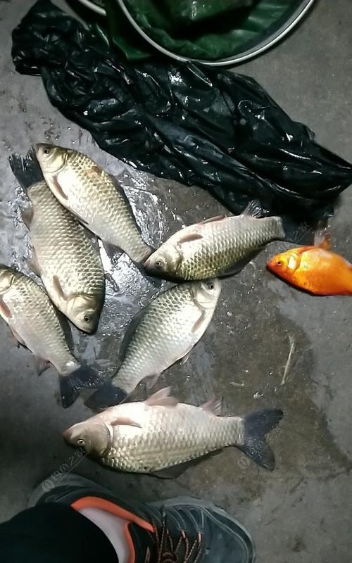 春季雨后夜钓鲫鱼技巧（探秘雨后夜钓鲫鱼的诀窍，成功捕获的关键）  第2张