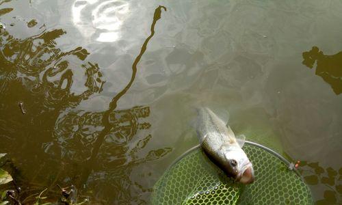 钓浮拉白条技巧大揭秘（轻杆钓法让你成为白条高手）  第2张