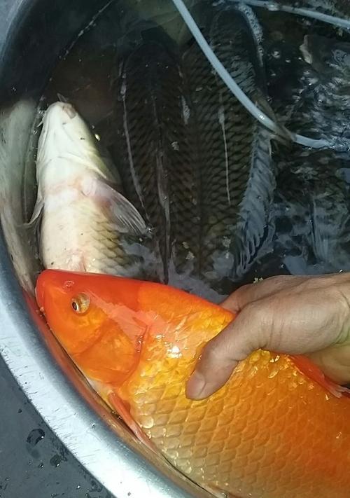 夏季钓鲤鱼的最佳饵料与技巧（选择正确的饵料和技巧是夏季钓鲤鱼的关键）  第1张