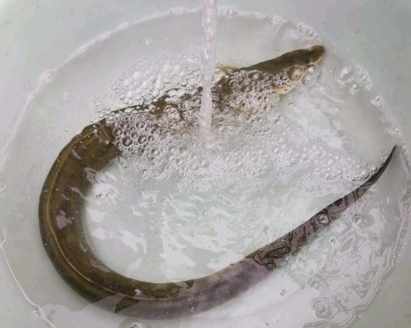 钓野生鳗鱼的技巧与讲解（捕捉大自然的美味美食，探秘钓野生鳗鱼的技巧与方法）  第1张