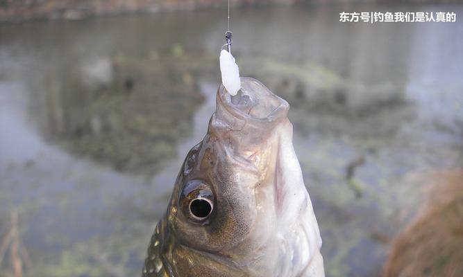 深海钓鱼技巧大揭秘（钓友私藏的海上宝典）  第2张