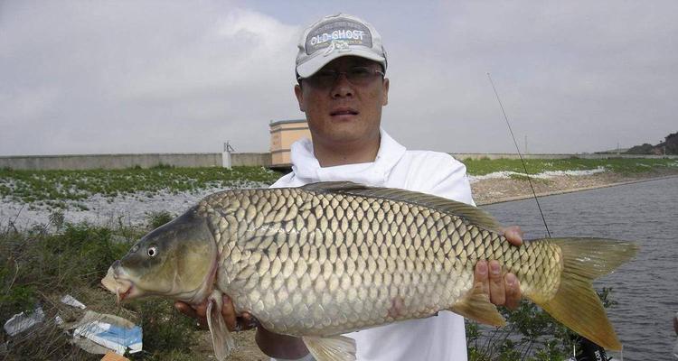 夏日钓鲤鱼技巧（钓鱼高手教你捕捉夏季鲤鱼的秘诀）  第3张