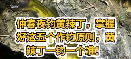 钓鱼黄辣丁技巧大全（掌握黄辣丁技巧，钓鱼轻松有趣）  第2张