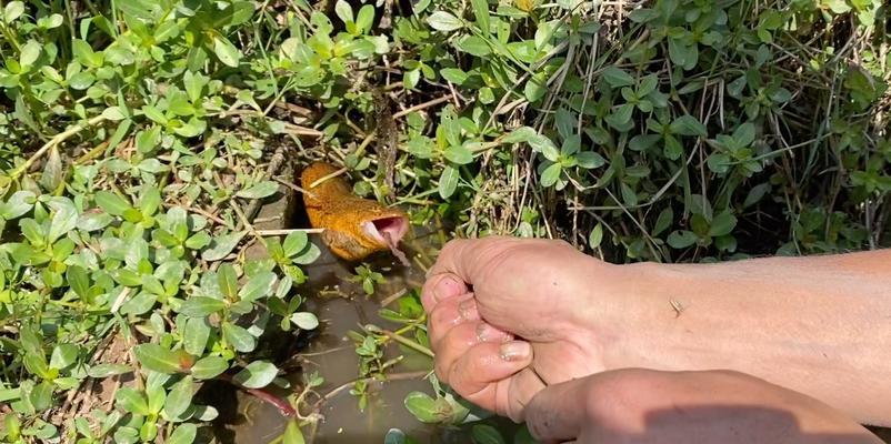 高效钓鱼黄鳝打窝技巧（掌握关键技巧，轻松捕获黄鳝）  第3张