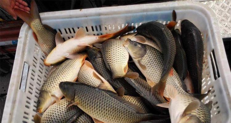 夏季鲤鱼的喜爱口味（揭秘夏季钓鲤鱼的饵料和技巧）  第3张