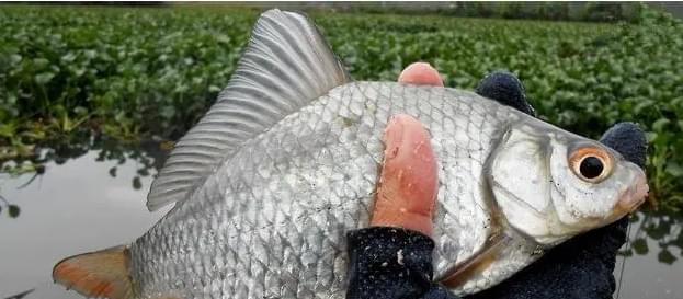 夏季野钓鲫鱼的饵料选择（钓鲫鱼饵料选择的技巧与经验分享）  第1张