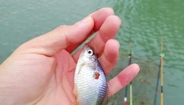 夏季野钓鲫鱼的饵料选择（钓鲫鱼饵料选择的技巧与经验分享）  第2张