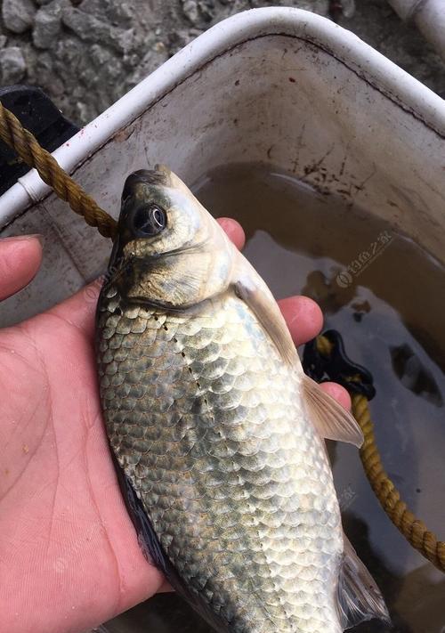 夏季野钓鲫鱼的饵料选择（探秘有效的钓鱼技巧，让你夏季野钓鲫鱼更轻松）  第1张