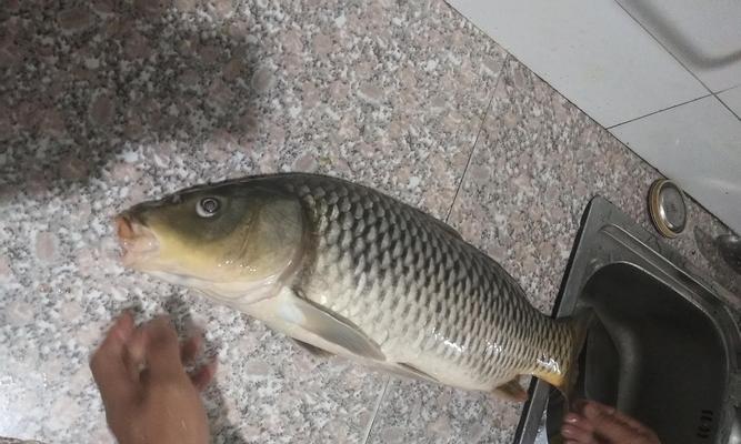 夏季野钓鲤鱼饵料搭配的技巧（提高夏季野钓鲤鱼的成功率和效果）  第3张