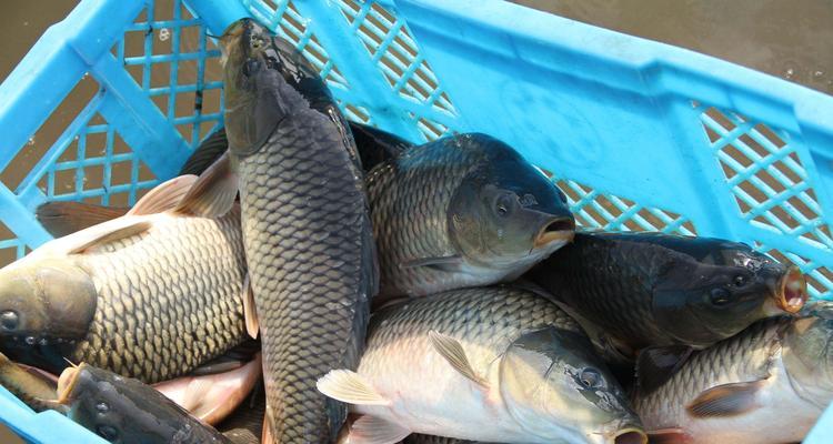 夏季野钓鲤鱼饵料搭配的技巧（提高夏季野钓鲤鱼的成功率和效果）  第2张