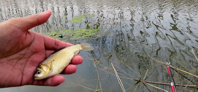 小杂鱼闹窝的钓鱼技巧（解决小杂鱼闹窝问题的有效方法）  第2张