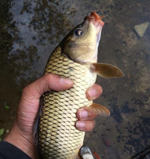 野钓鲤鱼之打窝技巧（揭秘如何打窝，提升钓鲤成功率）  第3张