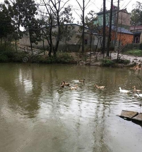 冬季下雨钓鱼的技巧和方法（钓鱼爱好者必看）  第2张