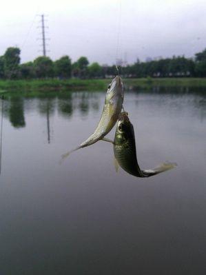 冬季下中雨钓鱼技巧（掌握雨天钓鱼窍门）  第2张