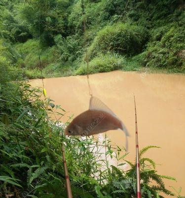 冬季小雨后钓鱼技巧（钓鱼技巧）  第1张