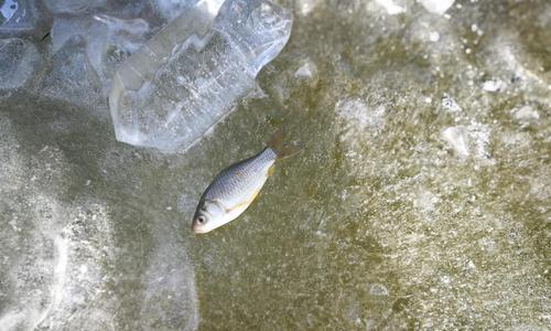 冬季运河钓鱼技巧（冬季运河钓鱼的窍门和经验分享）  第3张