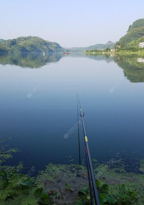 浮萍塘口钓甲鱼技巧（掌握钓甲鱼的窍门）  第1张