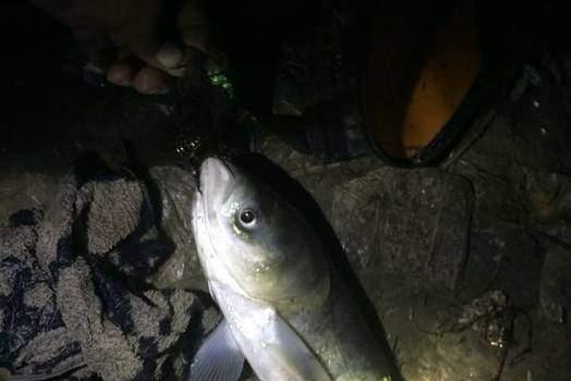 浮水颗粒开饵钓鲢鳙的技巧（精通浮水颗粒开饵）  第2张