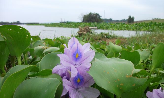 浮水莲钓鱼技巧与方法（钓鱼新手也能轻松掌握的钓鱼技巧）  第3张